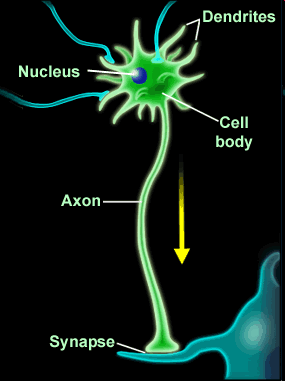neuronsinaps